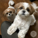 食いしん坊なぽんず。