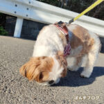 ぽんず、くんくんしまくり症