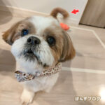 ぽんずままは、こうでなくちゃね！