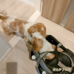 ままーおかえりかぼー！