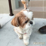 ぽんずと散歩チャレンジ。