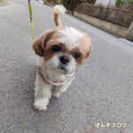 ぽんず、また咳が出るようになってきました…