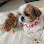 帰ってきて嬉しがる、かぼす。