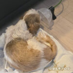 ぽんず、改善しません