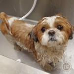 ぽんず、ジャブジャブタイム。