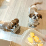 リンゴのようになりたい。