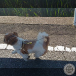 朝練のもふダッシュ！