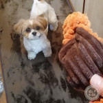 シーズーのような、手触り。