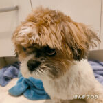 『狼爪（ろうそう）』って知ってる？