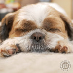 両手もふ寝で、ほんわか気分。