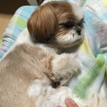 シーズー分裂？！