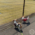 桜、見当たらず。