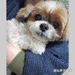 抱っこをねだりまくる、かぼす。