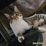 はっさくは寒さに強いのかにゃ？