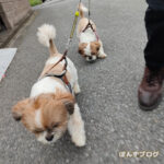 冬が得意なぽんかぼ。