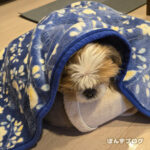 寒い日なので家で安静です