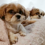 まさかの冷春！