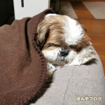 ぬくぬくしたい日。