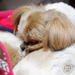 もふもふ親孝行。