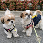 もふもふに適した寒さ。