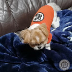 たまには別行動