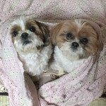 もふもふ巻きで、過ごしたんだ。