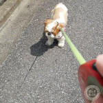 頑固にストライキ。