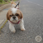 散歩には好都合！