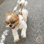 たいふうまえに、あばれるかぼ！