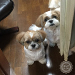 おねだりを忘れない