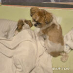 酸素ケージに入れましたが・・・