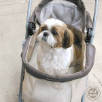 サルファ・サリチル酸シャンプー