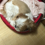 煮たては、うまいよね。