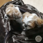 さささ、さむいぽんずよ。