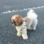 また暑くなりました。