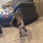 精神年齢が同じすぎる！