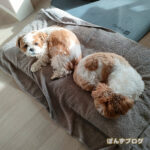 プレドニン悩みどころ。