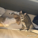 未だはっさくが気になる、かぼす