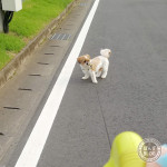 かぼすまでも。