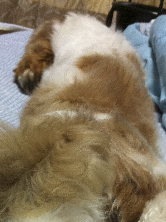 せくしーショット