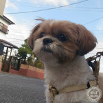 散歩日和が続いています。