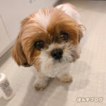 たぬきに仕上がった、かぼす。