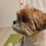 風呂上りのトサカ