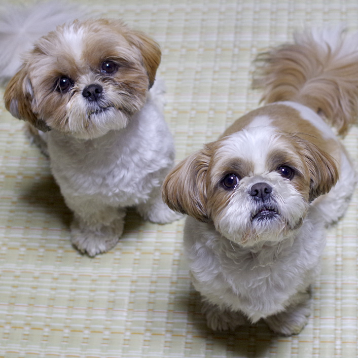 ぽんず＆かぼすモデルiPhoneケース販売です！