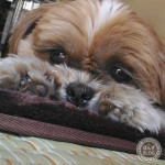 シーズーならではの技