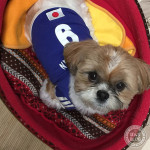 仕上げはもふもふ山。