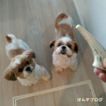 お年玉に鹿の角！！