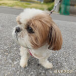 心も体も若々しい、ぽんず母さん。