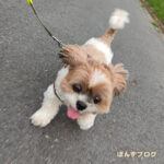 しっけが、すごいかぼ・・・