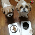 かぼす腹くだり、ぽんず健康診断。